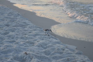 birds on the beach