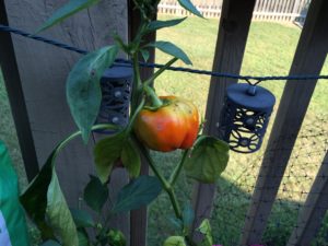 sweet pepper plant